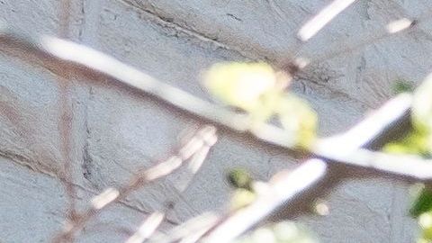 Trump se ha pronunciado a favor de retomar servicios religiosos en persona.