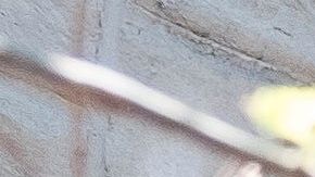 Trump se ha pronunciado a favor de retomar servicios religiosos en persona.