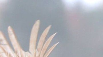 ¿Vivimos en el planeta "de los pollos"?