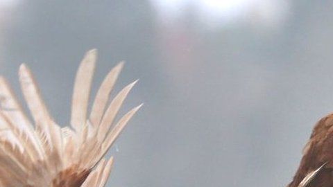 ¿Vivimos en el planeta "de los pollos"?