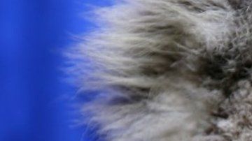 Los incendios han sido particularmente trágicos para los koalas.