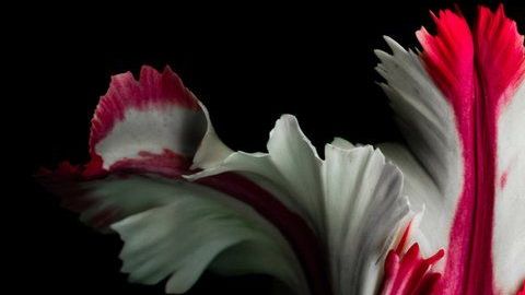 111041877_gettyimages-157645642