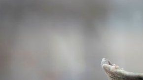 El nacionalismo económico ha tomado un nuevo impulso con la pandemia, aunque ya se había manifestado con la llegada al poder de Donald Trump y el resultado de la votación sobre el Brexit en el Reino Unido.