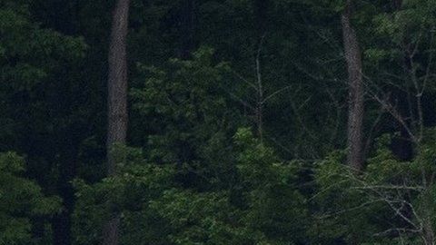 Trump jugando al golf este pasado fin de semana, tras el inicio de la reapertura paulatina de la economía.