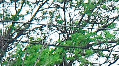 Muerte de George Floyd