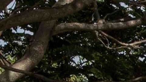 View of truks stranded near the border point of Penas Blancas near the frontier between Nicaragua and Costa Rica, Nicaragua, 20 May 2020. Costa Rican Governement restringed the pass of foreing drivers after detect about 50 cases of COVID-19 since 05 May 2020. EFE/Jorge Torres