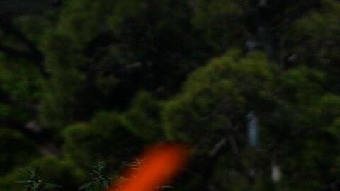 La mujer centenaria también vivió la gripe de 1918.