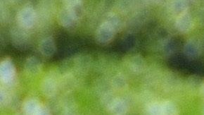 Los trabajadores agrícolas de California continúan sus labores en medio de la pandemia.