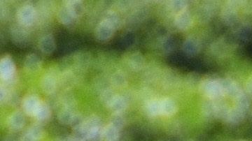 Los trabajadores agrícolas de California continúan sus labores en medio de la pandemia.