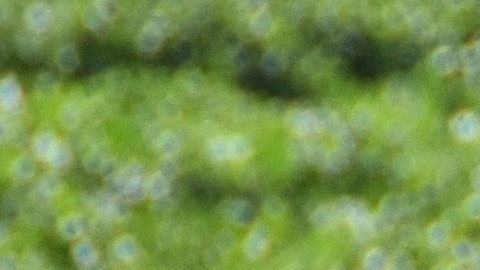 Los trabajadores agrícolas de California continúan sus labores en medio de la pandemia.