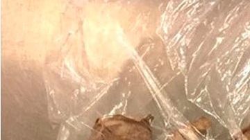 El paquete con orugas de la polilla del Atlas, uno de los insectos más grandes.