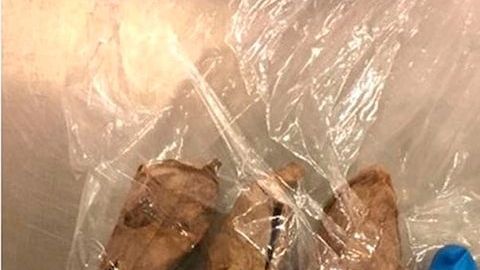 El paquete con orugas de la polilla del Atlas, uno de los insectos más grandes.