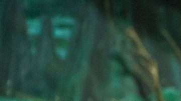 Caimán en zoológico de Moscú.