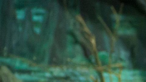 Caimán en zoológico de Moscú.