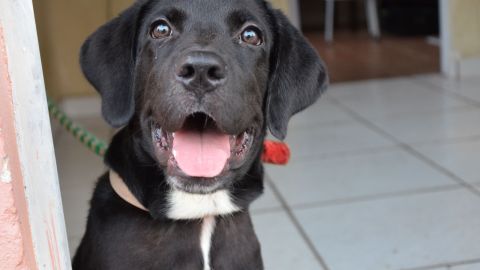 Los perros pueden ingerir cloro y pueden resultar intoxicados.