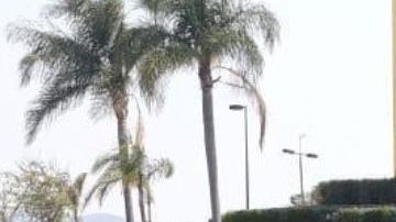 Detienen y hieren a líder de célula del Cártel de Sinaloa tras persecución y balacera
