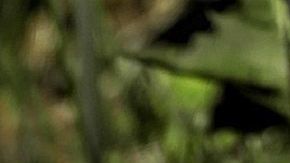 Diente de León- HOerwin56 de Pixabay