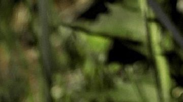 Diente de León- HOerwin56 de Pixabay