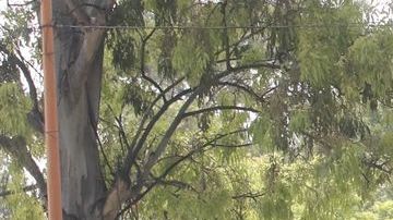 Crecen las muertes por coronavirus en México.