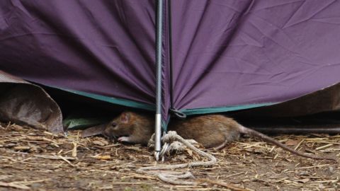 CDC sugiere mantenerse alejados de las ratas.