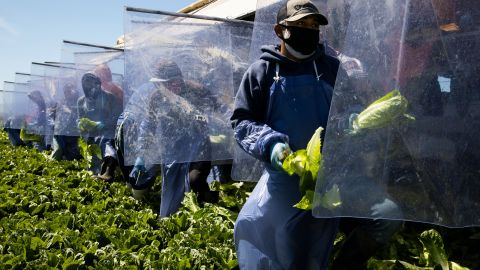 Algunas granjas han implementado sistremas de protección para sus trabajadores.