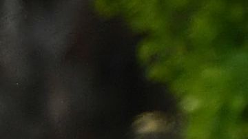 El fabricante del fármaco calcula que el suministro actual podría ser suficiente hasta para 200,000 tratamientos.