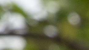 Memorial Day Día de los caídos Costco parrilladas héroes compras coronavirus