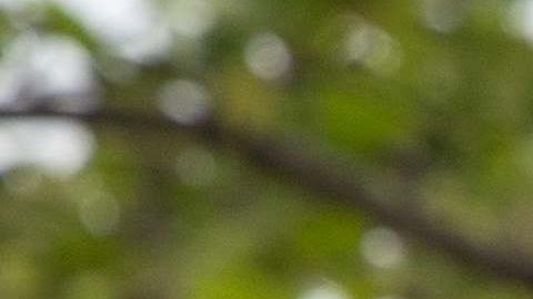 Memorial Day Día de los caídos Costco parrilladas héroes compras coronavirus