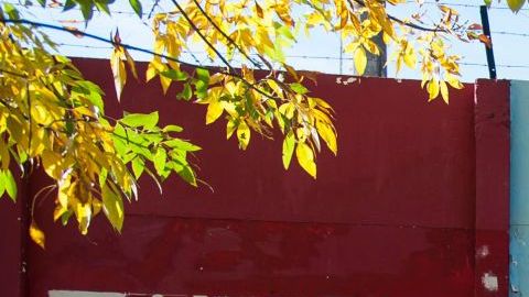 Mural del Trinche Carlovich en el estadio Gabino Sosa.