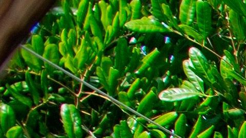 Restaurante Los Ángeles California economía distanciamiento social trabajadores comidas cenas desempleo reapertura