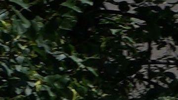 Protesta en Washington D.C.