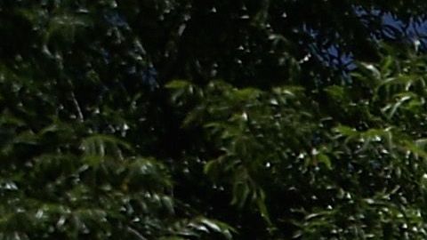 Arizona levantará el confinamiento el viernes.