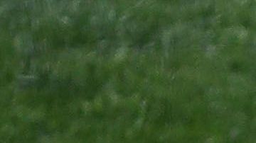 La Organización de Béisbol de Corea (KBO) iniciará su temporada regular a puerta cerrada.