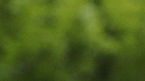 No queda claro si el presidente Trump portará la máscara.