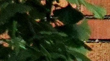 Hertz coronavirus COVID-19 autos renta viajes aerolíneas transporte bancarrota despidos flotilla autos usados Kathryn Marinello