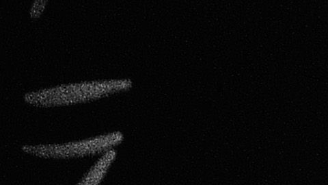 Joe 'Descalzo' Jackson jugó en 1910 para los Pelícanos de Nueva Orleans de Ligas Menores.