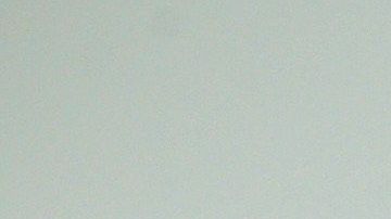 El avispón asiático es una especie temida por apicultores.