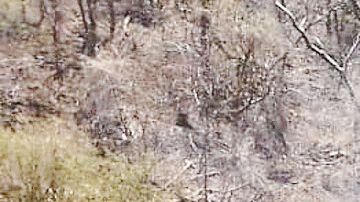 Golpe a los "jardines de marihuana" del Mencho y el CJNG