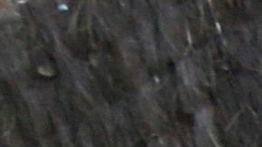 Shakira y Piqué junto a sus hijos/The Grosby Group