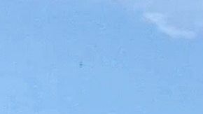 Maluma ama a sus perros con los que pasa la cuarentena en Medellín, Colombia.