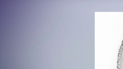 Boceto del sospechoso