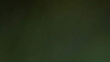 Un perro quedó impactado al enterarse que será papá.