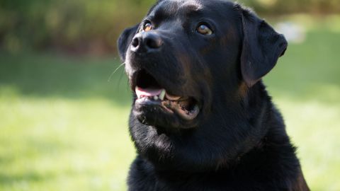 Un perro quedó impactado al enterarse que será papá.