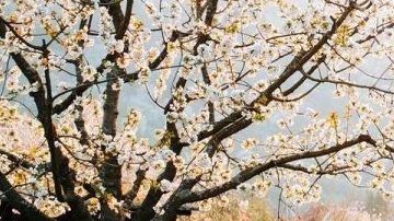 Puch 230 GE.
Crédito: Cortesía Lorinser