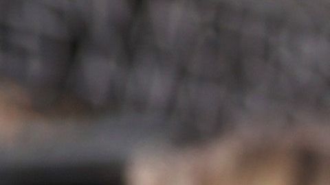 Reese Witherspoon tiene tres perros con los que pasa momentos muy divertidos durante el confinamiento.