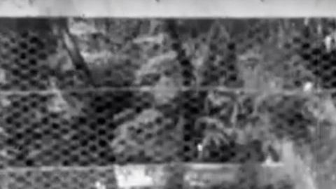 El tigre de Tasmania de la grabación.