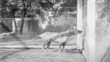 El tigre de Tasmania de la grabación.