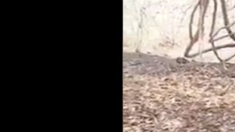 VIDEO: "Halcón" del CJNG es ejecutado a balazos por La Familia Michoacana