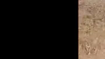 VIDEO: Familia Michoacana fusila a 2 del CJNG con el rifle más mortífero del mundo