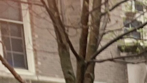 Arías Benítez y su madre María Benítez venden galletas y pan casero mexicano en las calles del barrio Back of the Yards en el suroeste de Chicago.